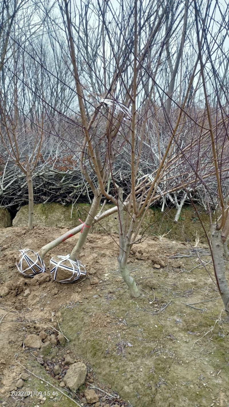 红叶碧桃市政工程行道风景公园绿化植树造林占地用苗房地产用