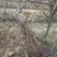 红叶碧桃市政工程行道风景公园绿化植树造林占地用苗房地产用