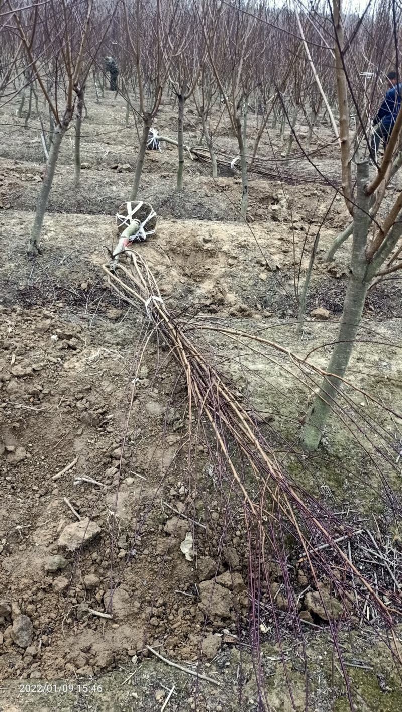 红叶碧桃市政工程行道风景公园绿化植树造林占地用苗房地产用