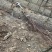 红叶碧桃市政工程行道风景公园绿化植树造林占地用苗房地产用