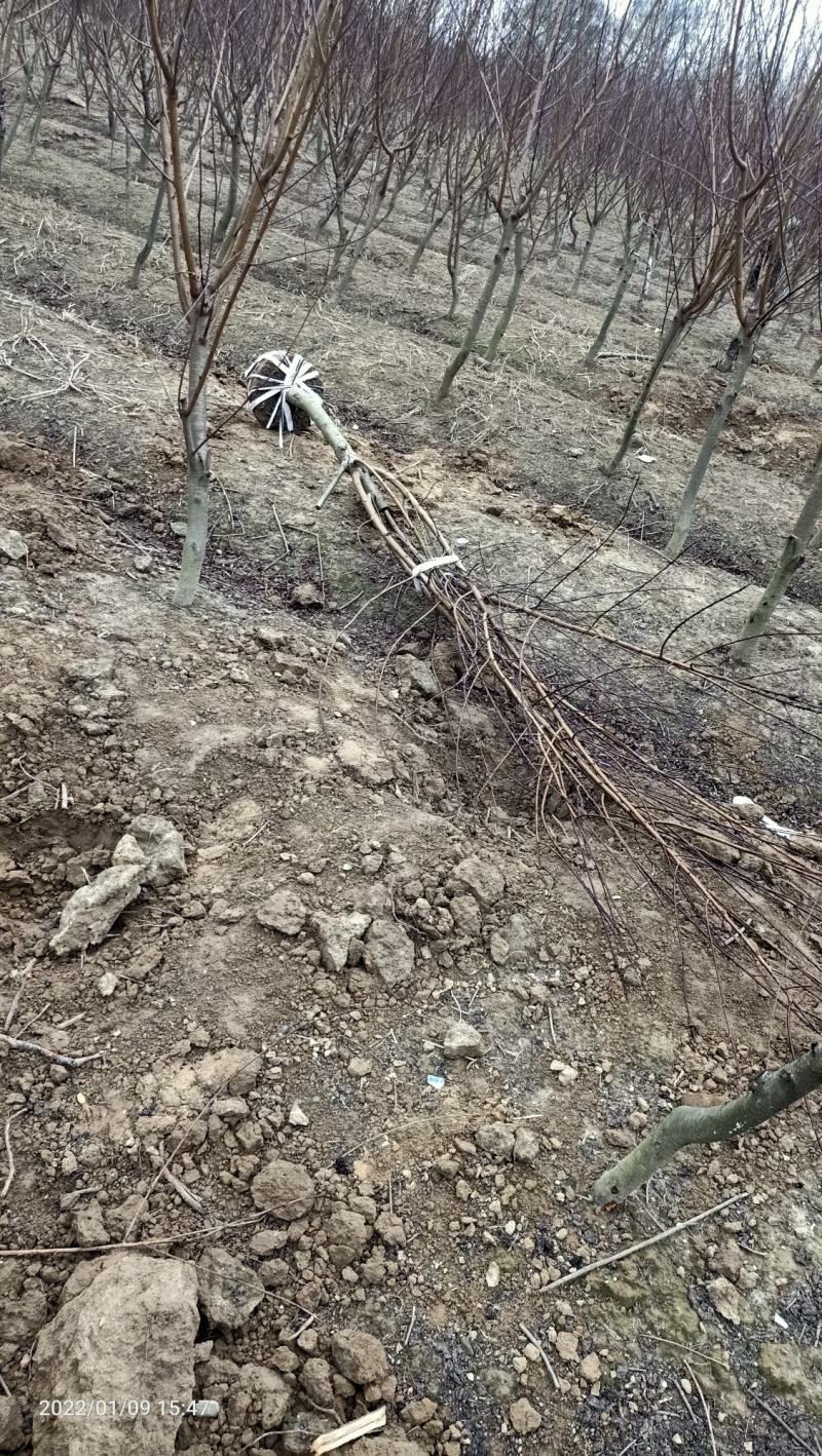 红叶碧桃市政工程行道风景公园绿化植树造林占地用苗房地产用