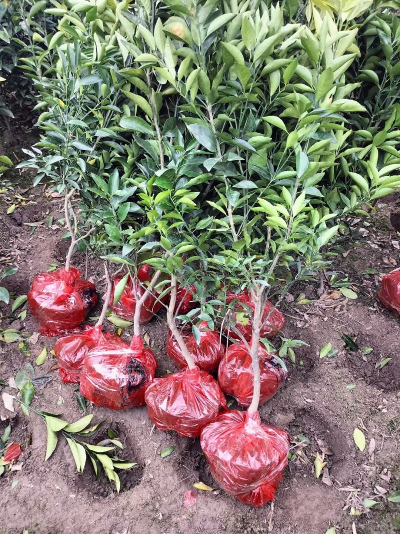 沃柑移栽大苗，种植一年结果，免费技术服务
