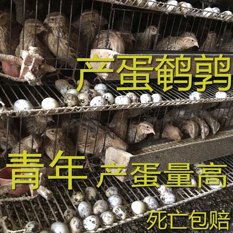 下蛋鹌鹑鹌鹑蛋鹌鹑苗脱温鹌鹑，大量现货一件代发