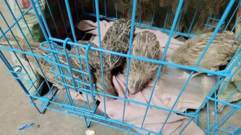 下蛋鹌鹑鹌鹑蛋鹌鹑苗脱温鹌鹑，大量现货一件代发