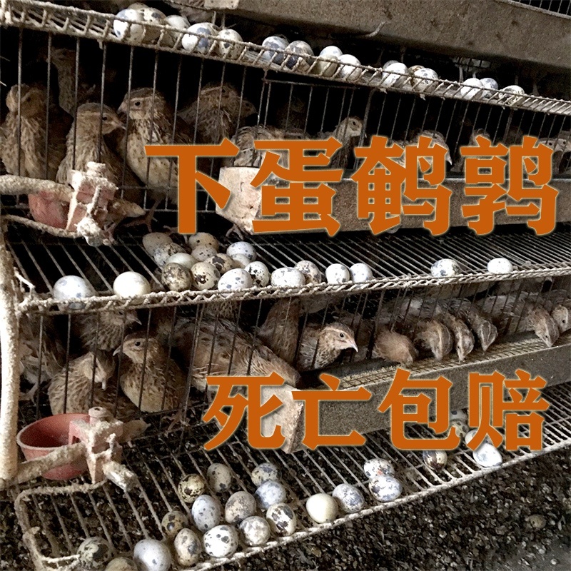下蛋鹌鹑鹌鹑蛋鹌鹑苗脱温鹌鹑，大量现货一件代发