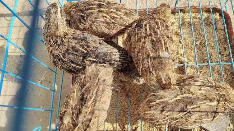 下蛋鹌鹑鹌鹑蛋鹌鹑苗脱温鹌鹑，大量现货一件代发