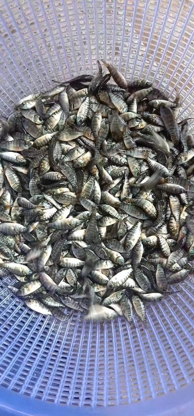 【海南一号】单性罗非鱼，产地直销，品质优良，欢迎前来选购