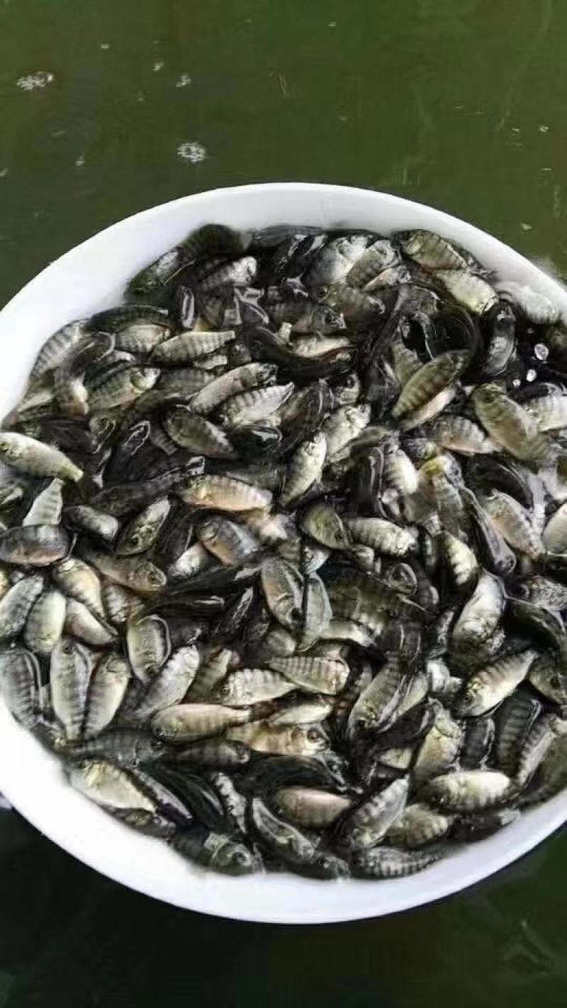 【海南一号】单性罗非鱼，产地直销，品质优良，欢迎前来选购