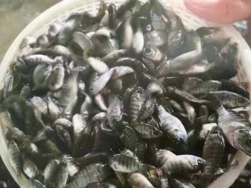 【海南一号】单性罗非鱼，产地直销，品质优良，欢迎前来选购