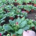 报春花农户直销报春花600万低价处理