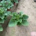 瓜叶菊自产自销瓜叶菊种植基地瓜叶菊50万低价处理