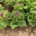 瓜叶菊种植基地瓜叶菊自产自销。500万直销