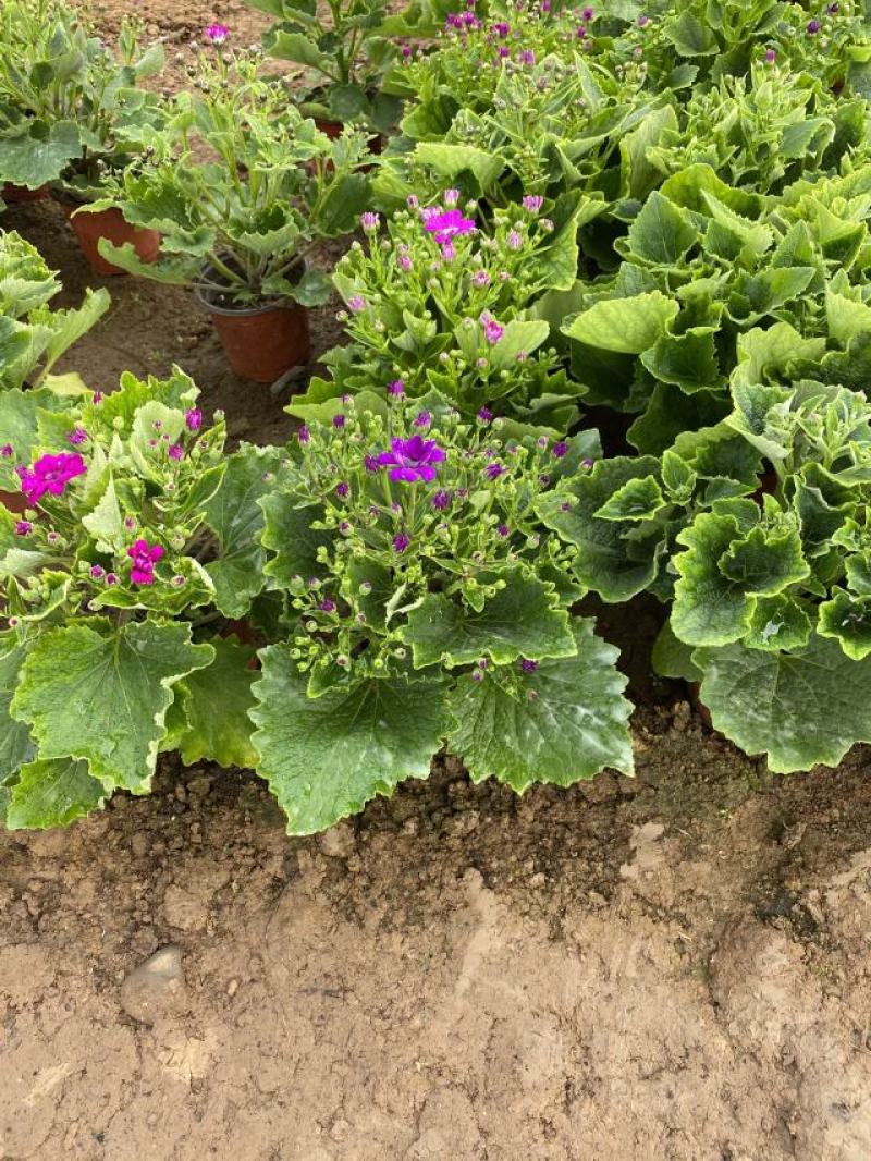 瓜叶菊种植基地瓜叶菊自产自销。500万直销