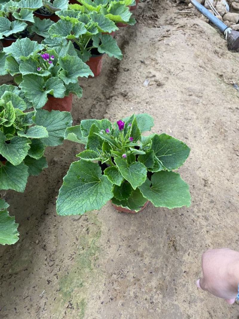 瓜叶菊种植基地瓜叶菊自产自销。500万直销