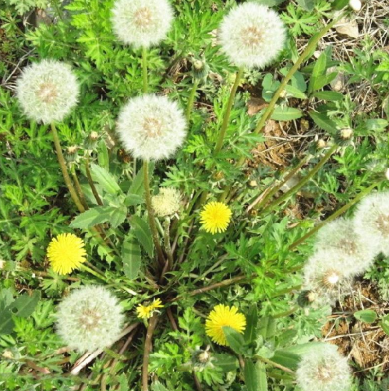 蒲公英种子婆婆丁种子四季易种蔬菜春秋冬季药用食用菜