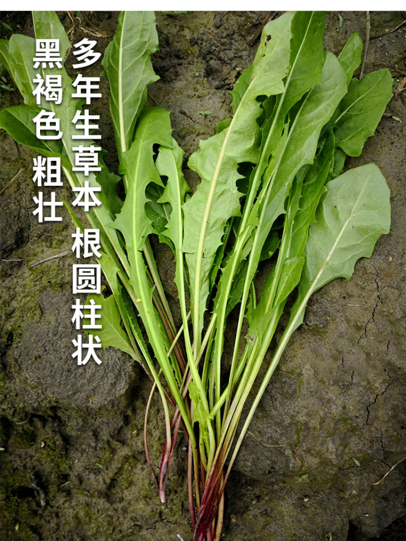 蒲公英种子婆婆丁种子四季易种蔬菜春秋冬季药用食用菜