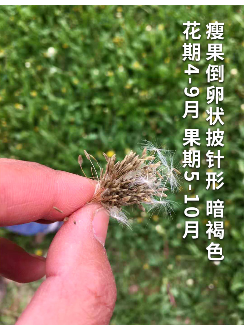 蒲公英种子婆婆丁种子四季易种蔬菜春秋冬季药用食用菜