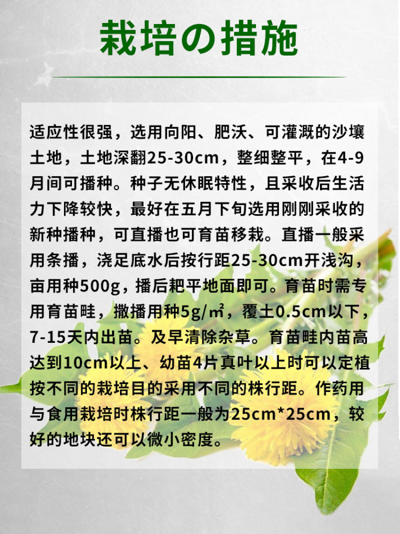 蒲公英种子婆婆丁种子四季易种蔬菜春秋冬季药用食用菜