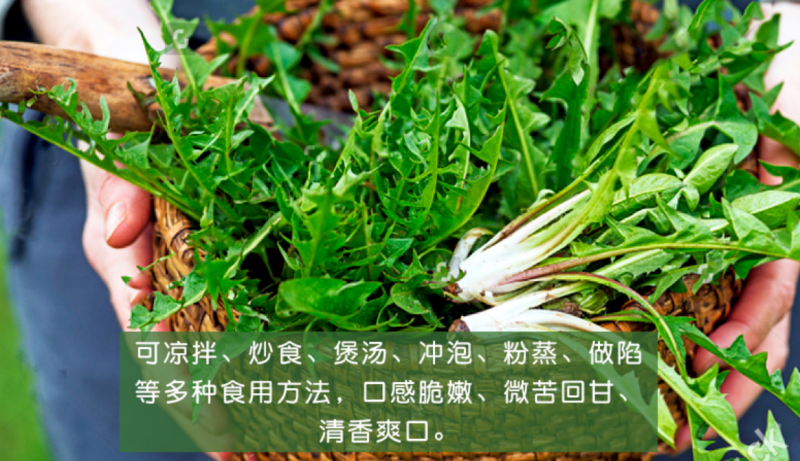 蒲公英种子婆婆丁种子四季易种蔬菜春秋冬季药用食用菜