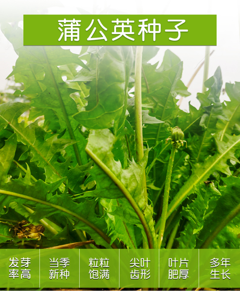 蒲公英种子婆婆丁种子四季易种蔬菜春秋冬季药用食用菜
