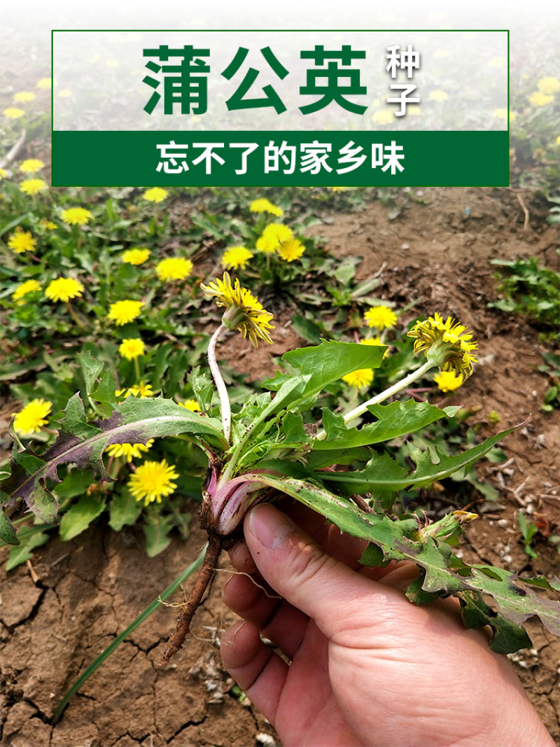 蒲公英种子婆婆丁种子四季易种蔬菜春秋冬季药用食用菜