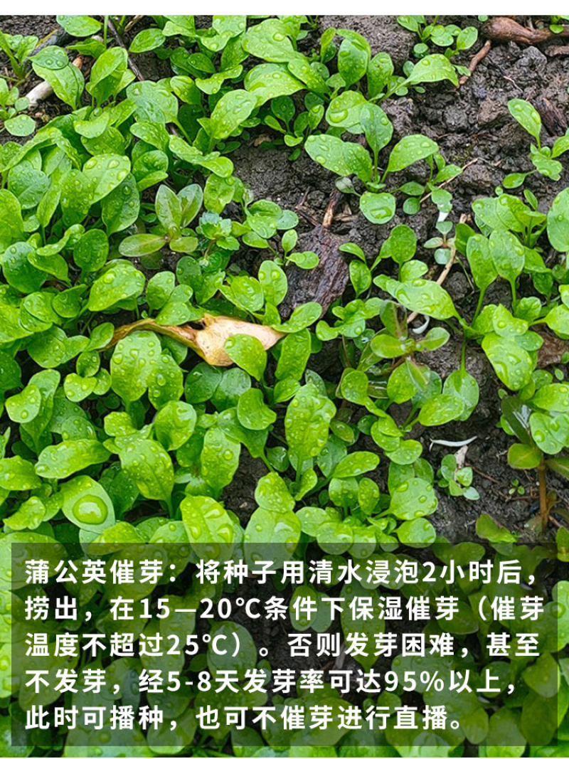 蒲公英种子婆婆丁种子四季易种蔬菜春秋冬季药用食用菜