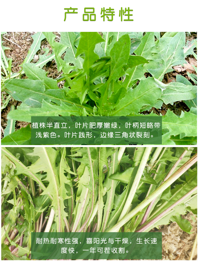 蒲公英种子婆婆丁种子四季易种蔬菜春秋冬季药用食用菜