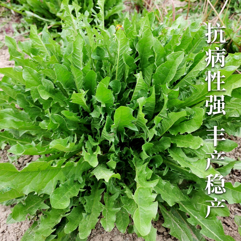 蒲公英种子婆婆丁种子四季易种蔬菜春秋冬季药用食用菜