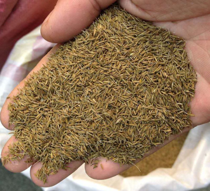 蒲公英种子婆婆丁种子四季易种蔬菜春秋冬季药用食用菜