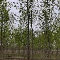 枫杨市政工程行道风景公园绿化植树造林占地用苗房地产用