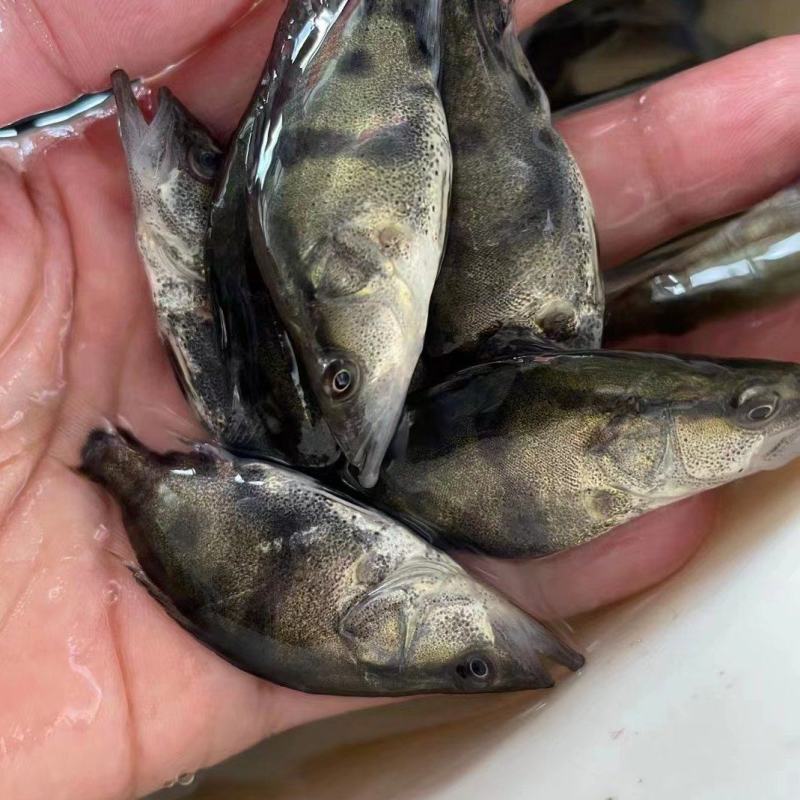 桂花鱼苗*鳜鱼苗*鱼场直销全国发货欢迎进店咨询