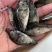 桂花鱼苗*鳜鱼苗*鱼场直销全国发货欢迎进店咨询