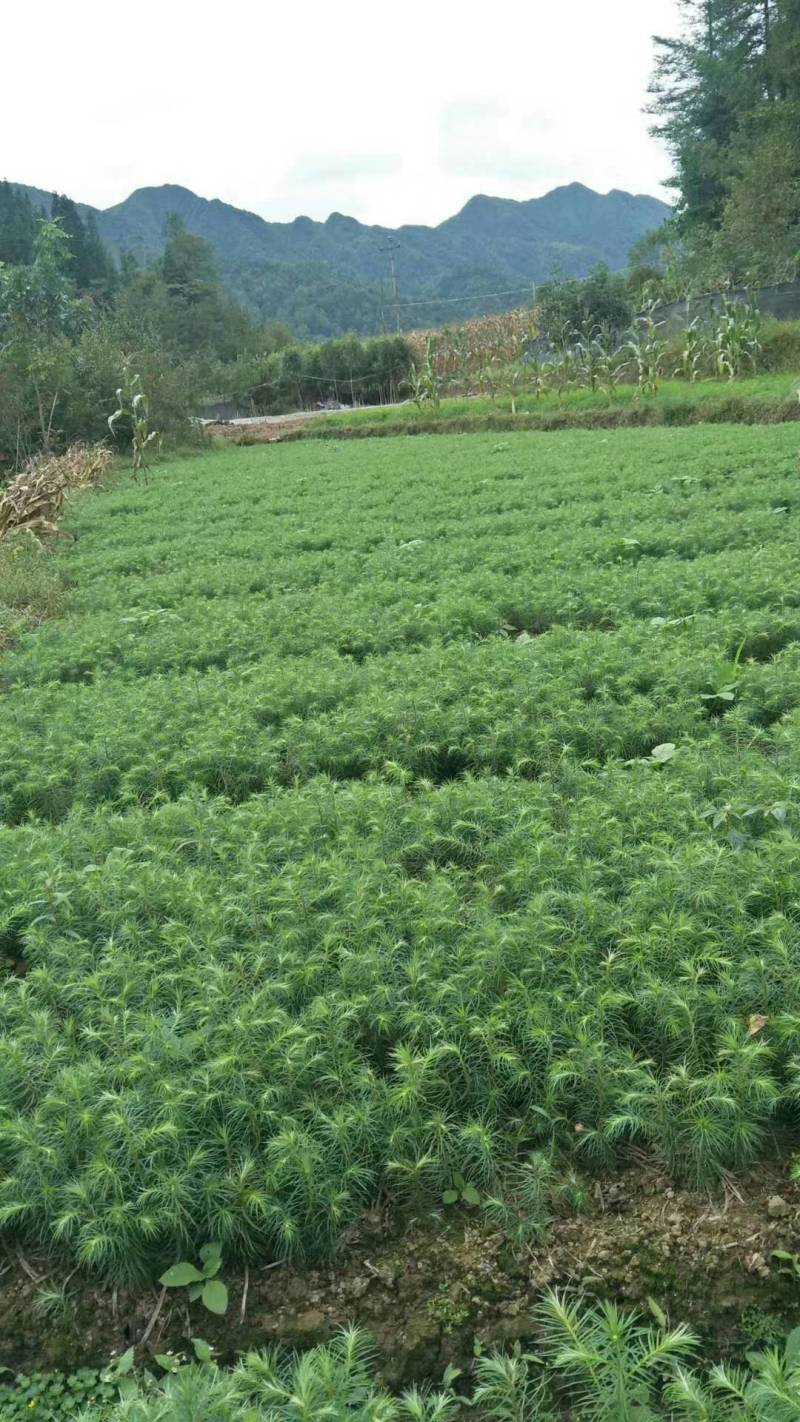 杉木苗，刺杉苗，杉树苗，适应荒山造林，木材优质易成活率高