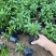 木春菊种植基地木春菊自产自销木春菊80万低价处理