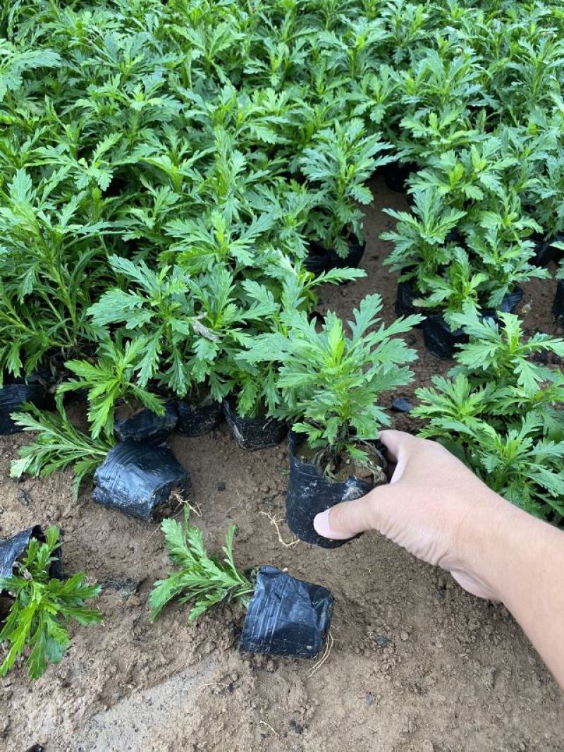 木春菊种植基地木春菊自产自销木春菊80万低价处理