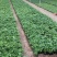 木春菊种植基地木春菊自产自销木春菊80万低价处理
