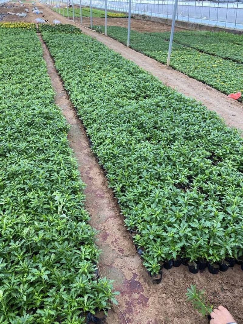 木春菊种植基地木春菊自产自销木春菊80万低价处理