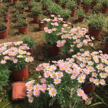 木春菊*终价格木春菊自产自销木春菊低价处理