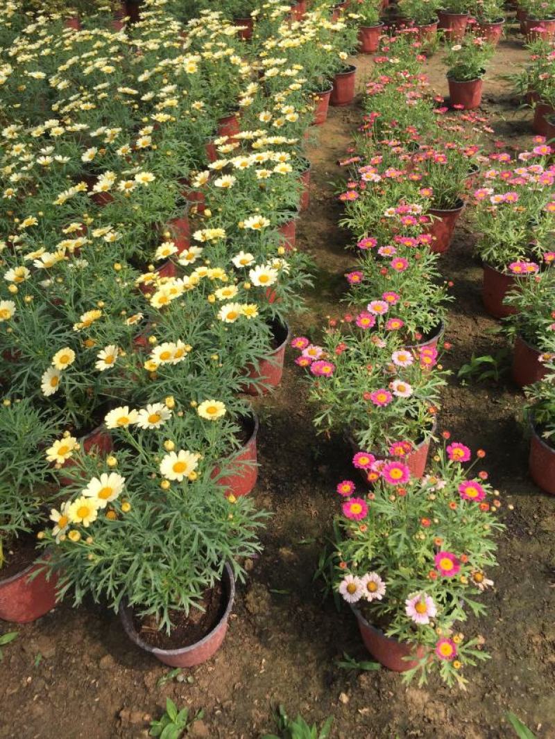 木春菊*终价格木春菊自产自销木春菊低价处理