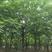 南酸枣市政工程行道风景公园绿化植树造林占地用苗房地产用
