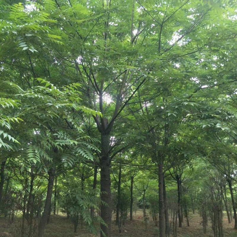南酸枣市政工程行道风景公园绿化植树造林占地用苗房地产用