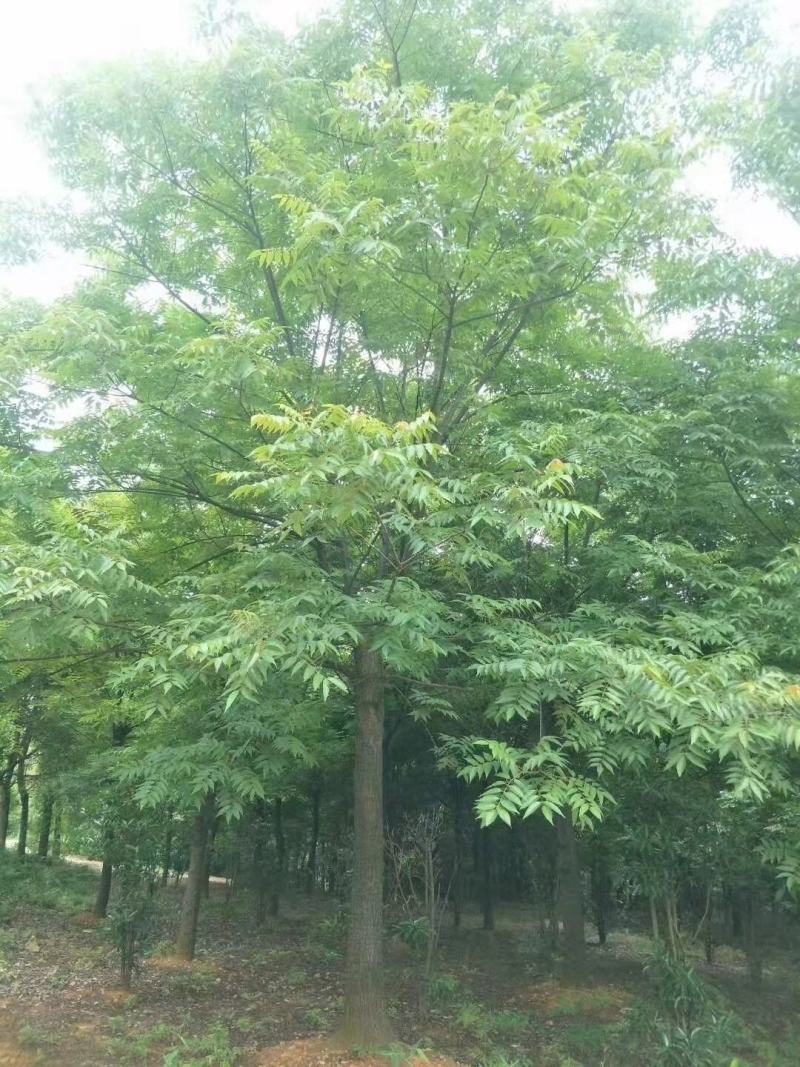 南酸枣市政工程行道风景公园绿化植树造林占地用苗房地产用