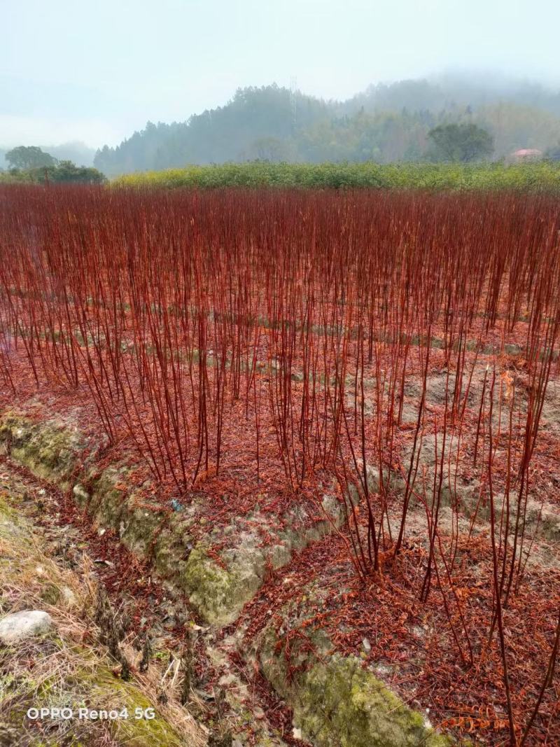 南酸枣市政工程行道风景公园绿化植树造林占地用苗房地产用