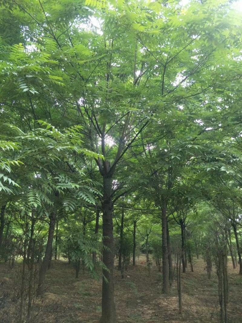 南酸枣市政工程行道风景公园绿化植树造林占地用苗房地产用