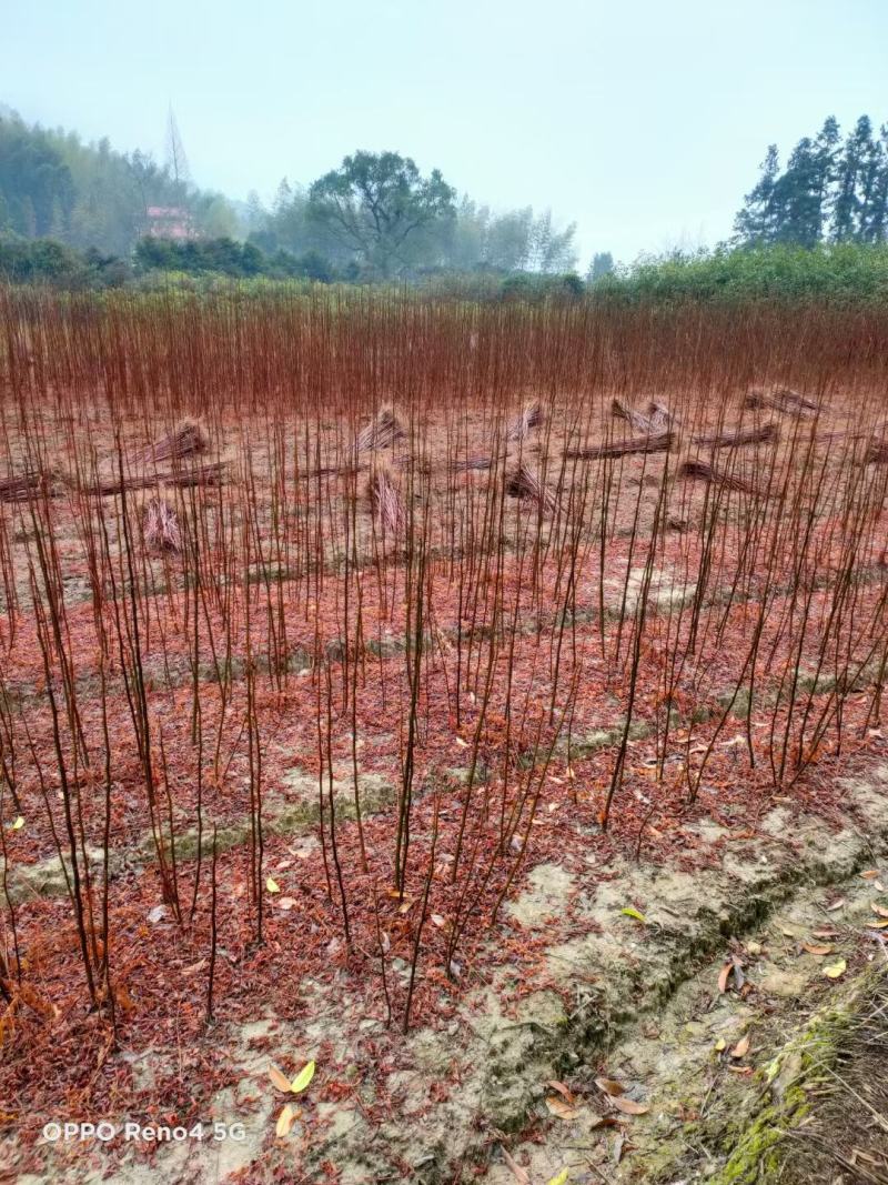 南酸枣市政工程行道风景公园绿化植树造林占地用苗房地产用