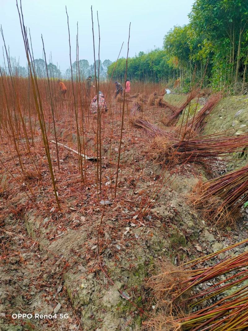 南酸枣市政工程行道风景公园绿化植树造林占地用苗房地产用