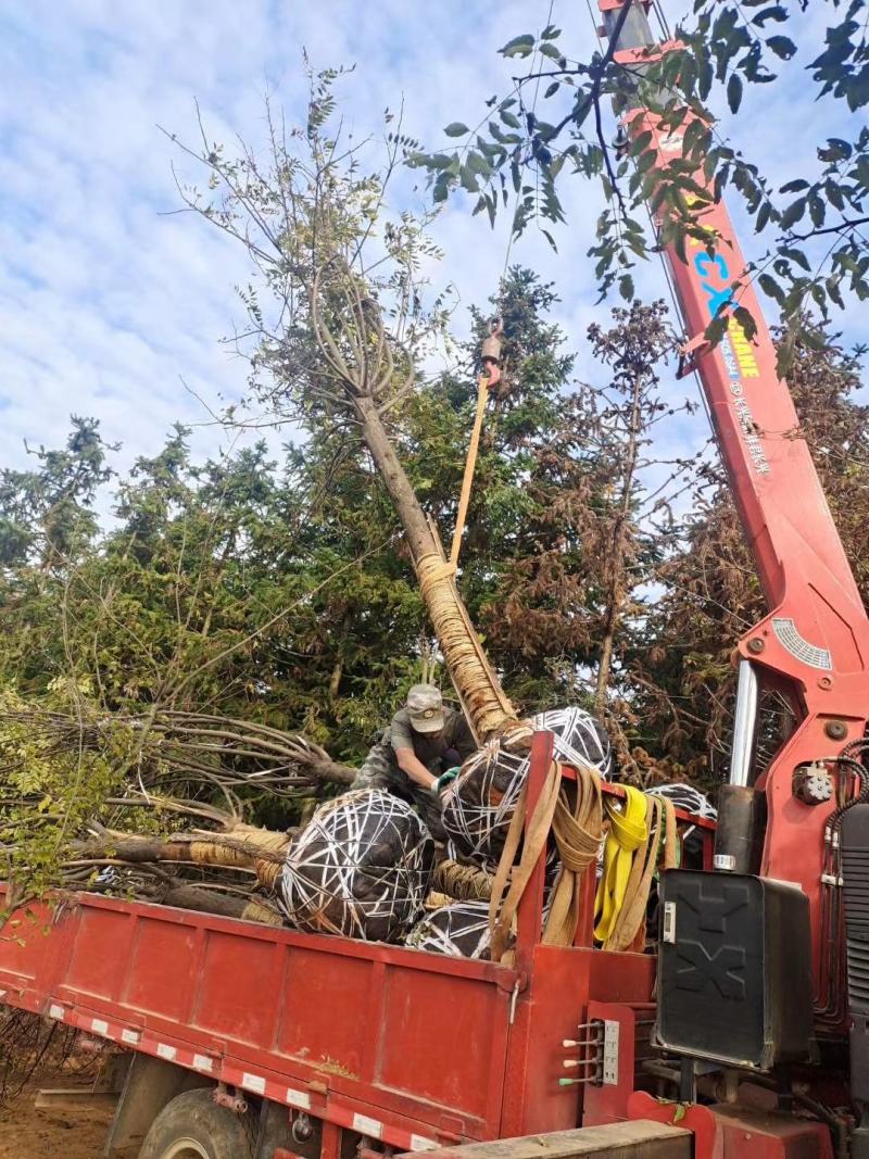 南酸枣市政工程行道风景公园绿化植树造林占地用苗房地产用