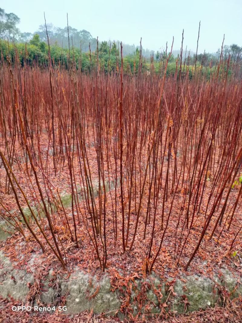 南酸枣市政工程行道风景公园绿化植树造林占地用苗房地产用