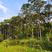 南酸枣市政工程行道风景公园绿化植树造林占地用苗房地产用