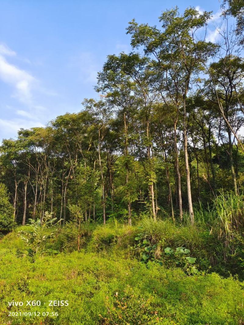 南酸枣市政工程行道风景公园绿化植树造林占地用苗房地产用